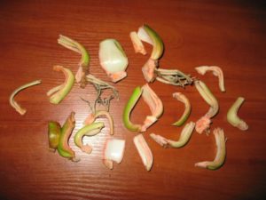 Основні секрети вирощування та догляду за гиппеаструмом