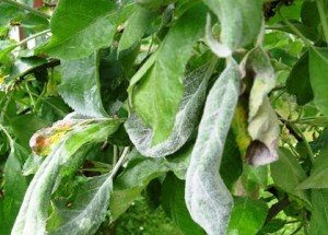 Хвороби груші: опис найбільш поширених захворювань і шкідників