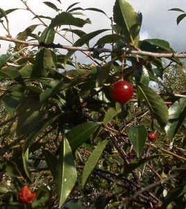 Опис морозостійких сортів вишні: Бірюсінка, Дорогоцінний кармін, Щедра