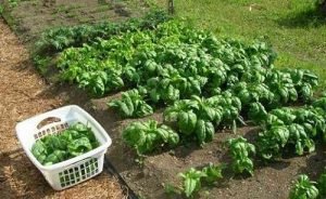 Особливості вирощування шпинату з насіння: підготовка грунту, посадка і догляд за зеленню