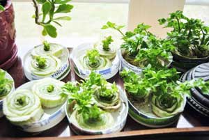 25 лайфхаков для дачі, саду та городу