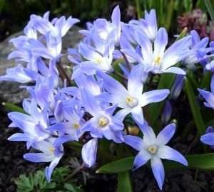 Міксбордер з багаторічників: принципи пристрою, схеми та назви рослин, покрокова відеоінструкція