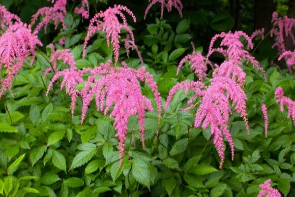 Декоративна садова рослина астильба: популярні сорти з фото та описом