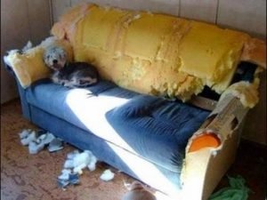 Як обшити диван своїми руками: покрокова інструкція з фото