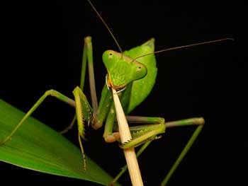 Клоп периллюс   фото, як бореться з колорадським жуком