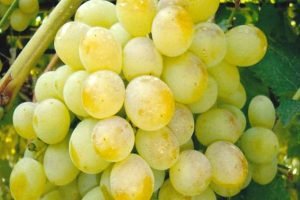 Високоврожайний виноград «Захват»: докладний опис сорту з фото, нюанси вирощування та відгуки садівників