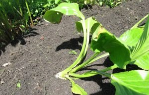 Бадан для прикраси дачної ділянки: посадка і догляд у відкритому грунті