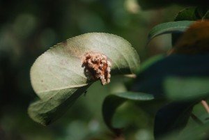 Хвороби груші: опис найбільш поширених захворювань і шкідників
