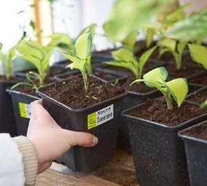 Грунтопокривні багаторічні садові квіти: фото та назви рослин, поради по догляду