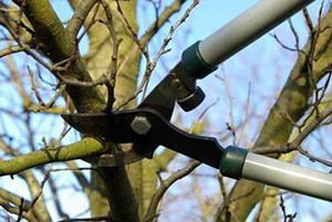 Схеми правильного обрізання сливи: весняна, літня і осіння обрізки