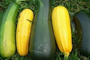 Як не заплутатися в різноманітності видів кабачків