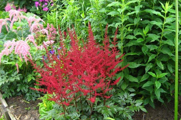 Астильба в ландшафтному дизайні саду — багатоликий чагарник для оформлення квітника