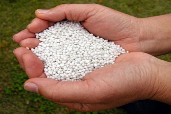 Вирощування дині в теплиці: тонкощі процесу від вибору сорту до збору врожаю