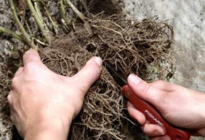 Вирощування лілійників у відкритому грунті: посадка й догляд, види, сорти, фото і відео