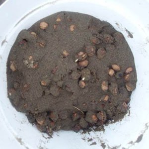 Як виростити вишню з кісточки в домашніх умовах