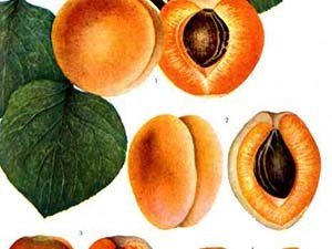 Сорти абрикоса Червонощокий і Син Краснощок — одні з найбільш популярних сортів серед садівників