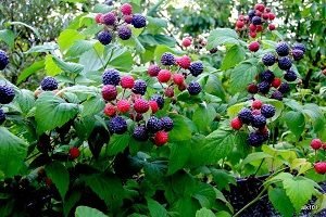 Як здійснюється обрізка малини восени: поради для початківців