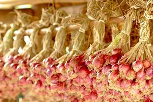 Дивовижний овоч цибуля шалот — правила догляду та вирощування