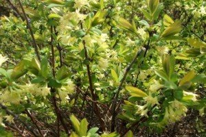 Фото підбірка кращих сортів жимолості їстівної для Підмосковя: опис видів та поради по догляду