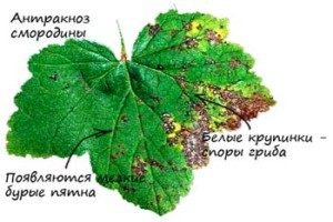 Вирощування червоної смородини: вибір сорту, особливості посадки і догляду, розмноження живцями і відведеннями, фото і відео