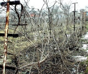 Обрізка винограду восени для новачків: практичні поради досвідчених виноградарів