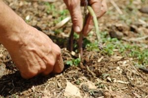 Як виростити спаржу з насіння на городі