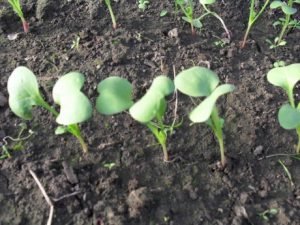 Особливості вирощування шпинату з насіння: підготовка грунту, посадка і догляд за зеленню