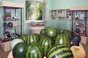 Астраханський кавун: історія популярності і поради по вирощуванню