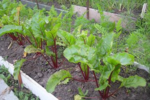 Підготовка грунту і грядки навесні: рекомендації з вирощування буряків