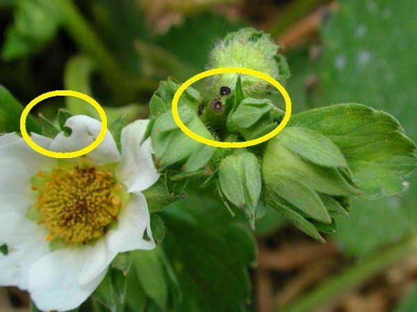 Довгоносик на полуниці: як боротися з паразитом на ділянці?