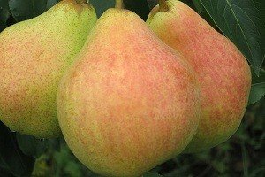 Карликова груша: особливості виведення і характеристики найбільш популярних сортів