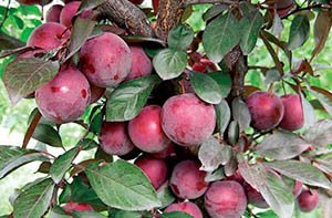 Декоративна слива сорту Піссарді — незвичайна зливу для прикраси вашого саду