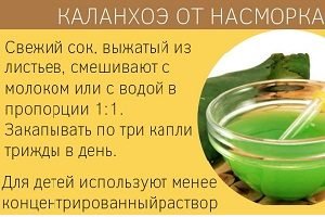 Каланхое: правильний догляд за рослиною в домашніх умовах