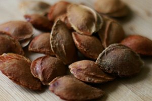 Зливу Кабардинская рання — самозапильний сорт з легкою кислинкою і універсальний у використанні