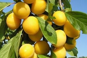 Російська зливу (алича гібридна) — диплоїдний вид з відмінною пристосовністю