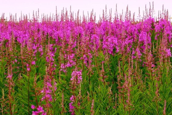 Рослина іван чай (кипрей вузьколистий): опис, склад, застосування та корисні властивості