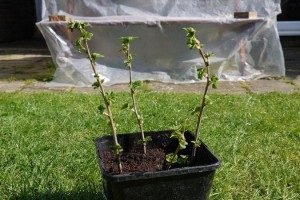 Вирощування червоної смородини: вибір сорту, особливості посадки і догляду, розмноження живцями і відведеннями, фото і відео