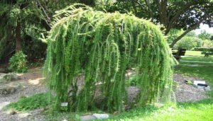 Дерево модрина: опис з фото, види і сорти