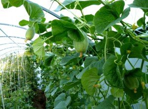 Диня «Алтай» — скоростиглий сорт для посадки на дачі