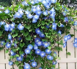 Вюни багаторічники — фото та назви витких рослин для саду