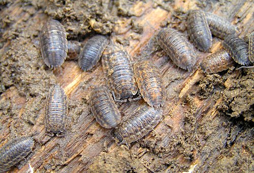 Мокриці в квартирі – як позбавитися від «непрошених відвідувачів»?