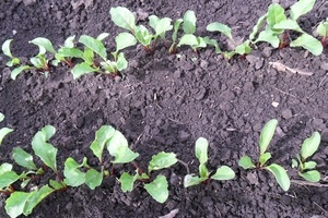 Посадка буряків: рекомендації з вирощування та опис кращих сортів коренеплоду