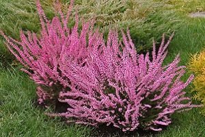 Верес: види та властивості рослин, особливості посадки і догляду у відкритому грунті