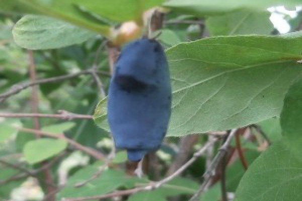 Фото підбірка кращих сортів жимолості їстівної для Підмосковя: опис видів та поради по догляду