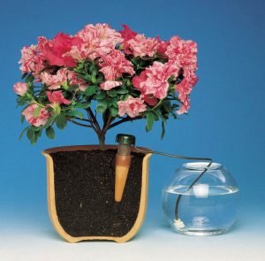 Китайська троянда (або Гібіскус) — догляд в домашніх умовах за кімнатної красунею