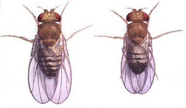 Дрозофіли: як позбутися від шкідників самостійно?