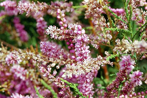 Тамарикс – витончена прикраса