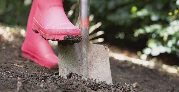 Довгоносик на полуниці: як боротися з паразитом на ділянці?