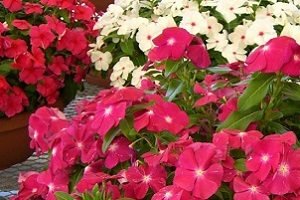 Барвінок — посадка й догляд у відкритому грунті