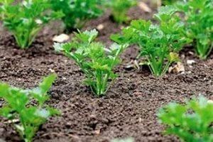 Коріандр: вирощування з насіння та догляд за рослиною